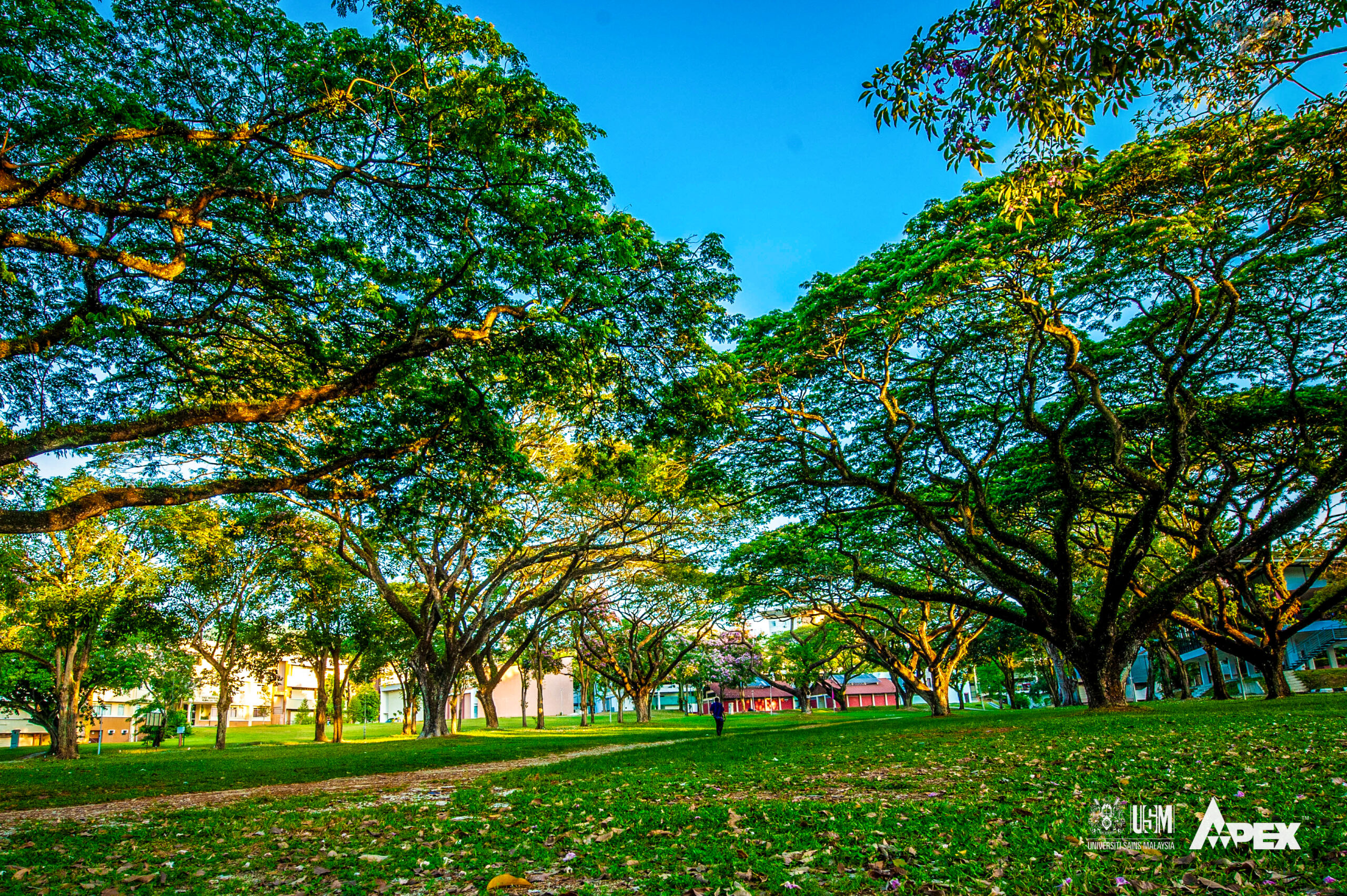 USM 11